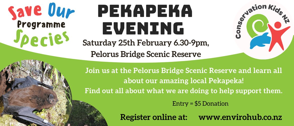 NZ Bat Conservation tweet media