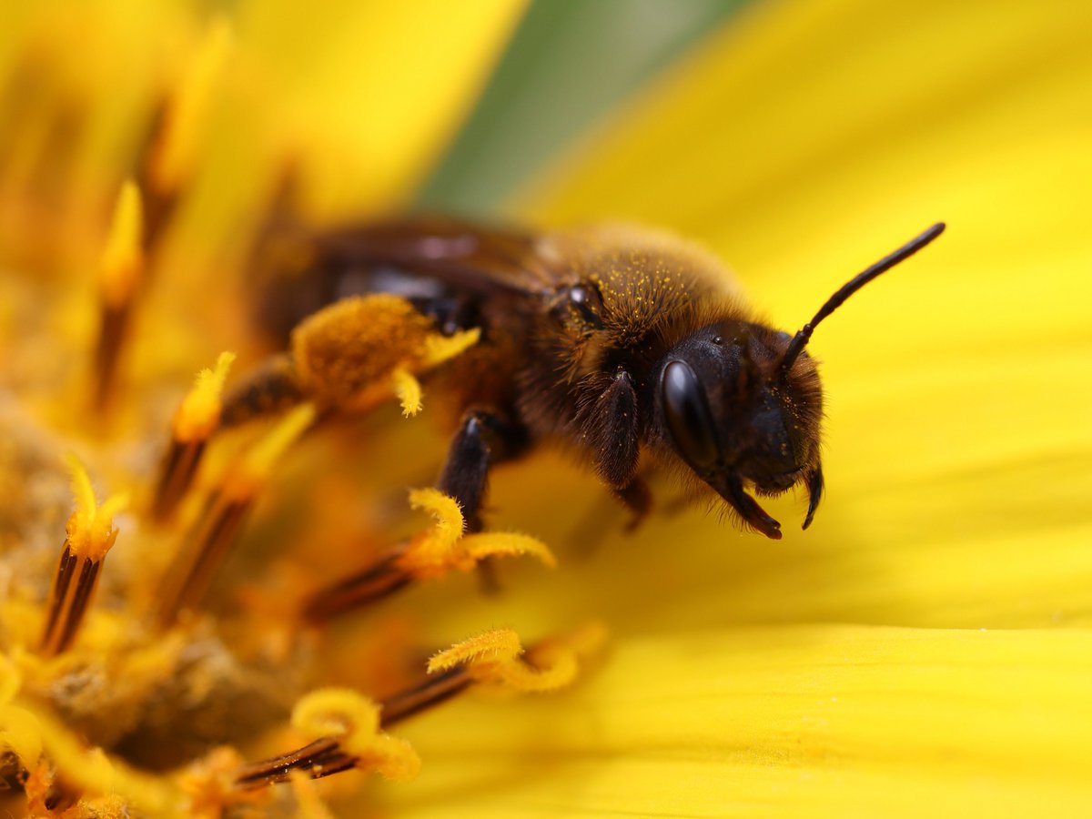 NatureAlberta's tweet image. You are invited to our next event at #NatureNetworkSpeakerSeries! 
Join the Native Alberta Bee Council's President, Megan Evans, to learn about Alberta's native bees. 
To register for the event, visit naturealberta.ca/the-wonderful-…

#AlbertasNativeBees #LearnAboutBees