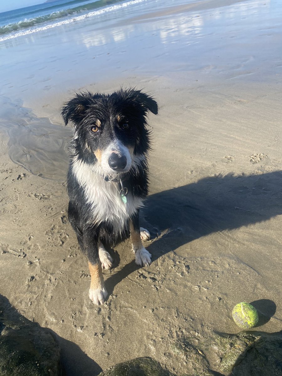 <a href="/Pastellari01/">Chris Castellari</a> <a href="/BorderCollieUK/">Border Collie UK</a> <a href="/Kesthecollie/">Kes 🐶 😘</a> <a href="/ColliesandCakes/">ColliesandCakes 🏴󠁧󠁢󠁳󠁣󠁴󠁿🦅</a> <a href="/TheOverBorders/">Vic.</a> <a href="/BCTGB/">Border Collie Trust</a> <a href="/dogslovebeaches/">Cornish Dog Beaches</a> <a href="/HartCollie/">Diane Hart Collie Dog Rescue, Wales</a> Nice!🐾🐾🐾🐾🥰