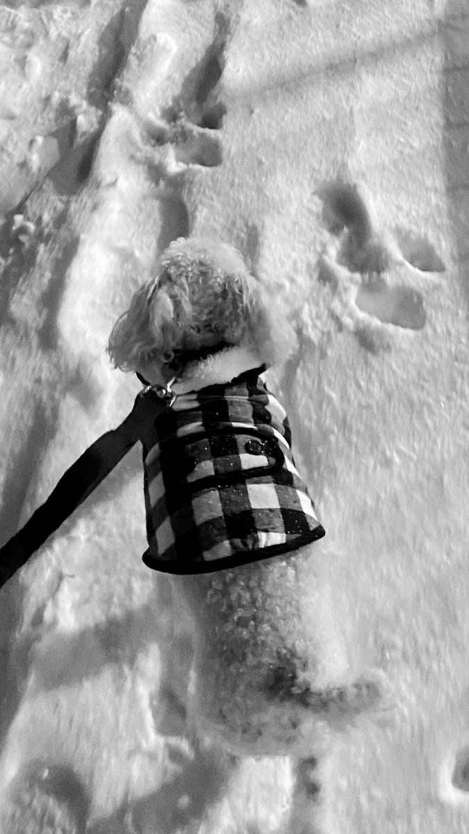 1LittleFire's tweet photo. Max, 11 years old, brought so much happiness and joy to me and family.

Today we put him to sleep after he developed a spine issue, and rather then having him suffer, we wanted him to be at peace.

I’ll never forget you, I’ll always love &amp; be with you Max 💜

(11/17-02/23) 🕊️💜 https://t.co/yaT9ulTUq9