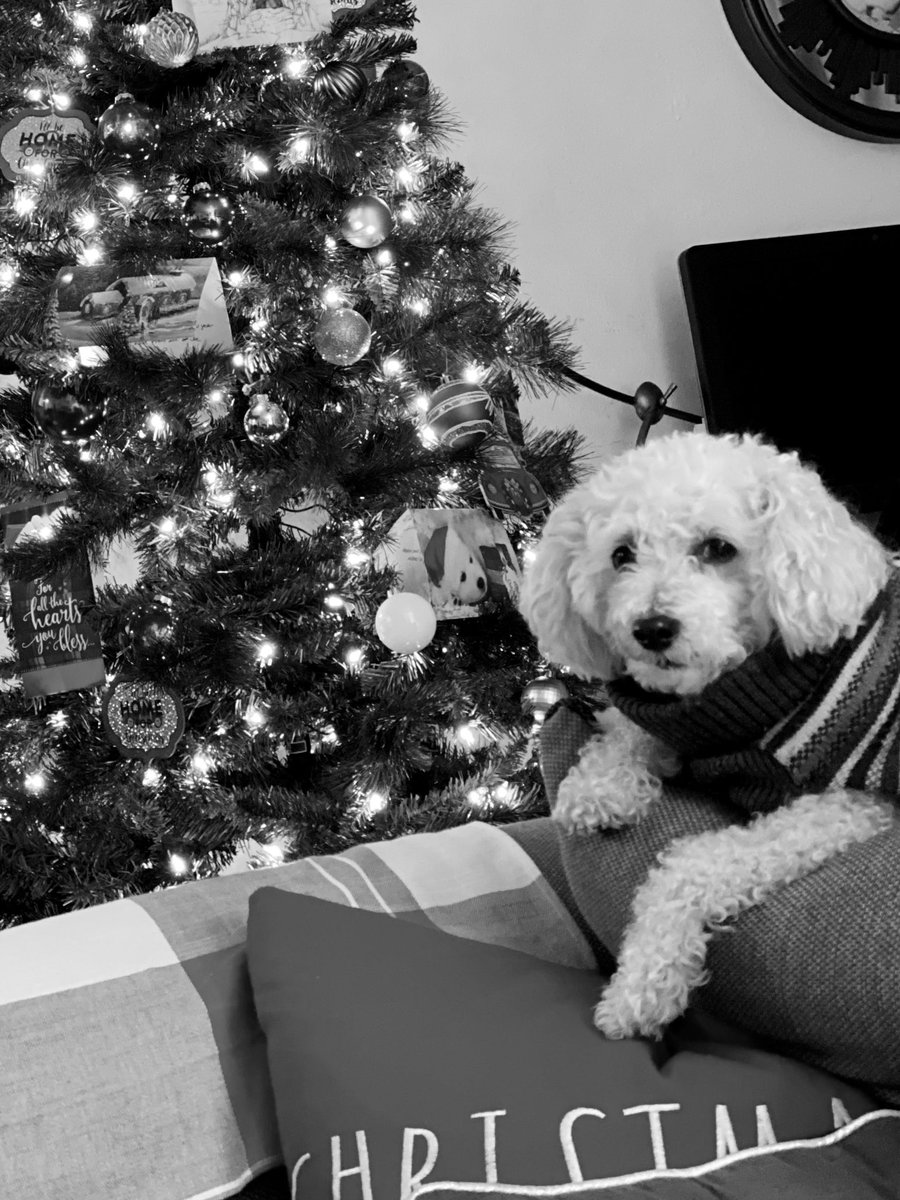1LittleFire's tweet photo. Max, 11 years old, brought so much happiness and joy to me and family.

Today we put him to sleep after he developed a spine issue, and rather then having him suffer, we wanted him to be at peace.

I’ll never forget you, I’ll always love &amp; be with you Max 💜

(11/17-02/23) 🕊️💜 https://t.co/yaT9ulTUq9