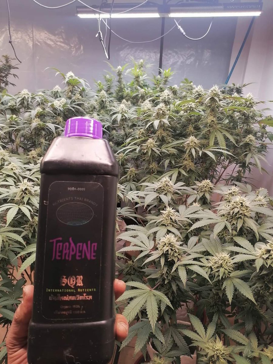 Squidroll_Th's tweet photo. #squidroll #squidsoil #squidnutrients #cannabislife #CannabisCulture #organic #organiccannabis #thaigrower #thaicannabis #กัญชา #ปุ๋ยปลูกกัญชา #ปุ๋ยกัญชา #ปุ๋ยออแกนิก #ดินปลูกกัญชา #เกษตรอินทรีย�� https://t.co/LdAnOAhcRE