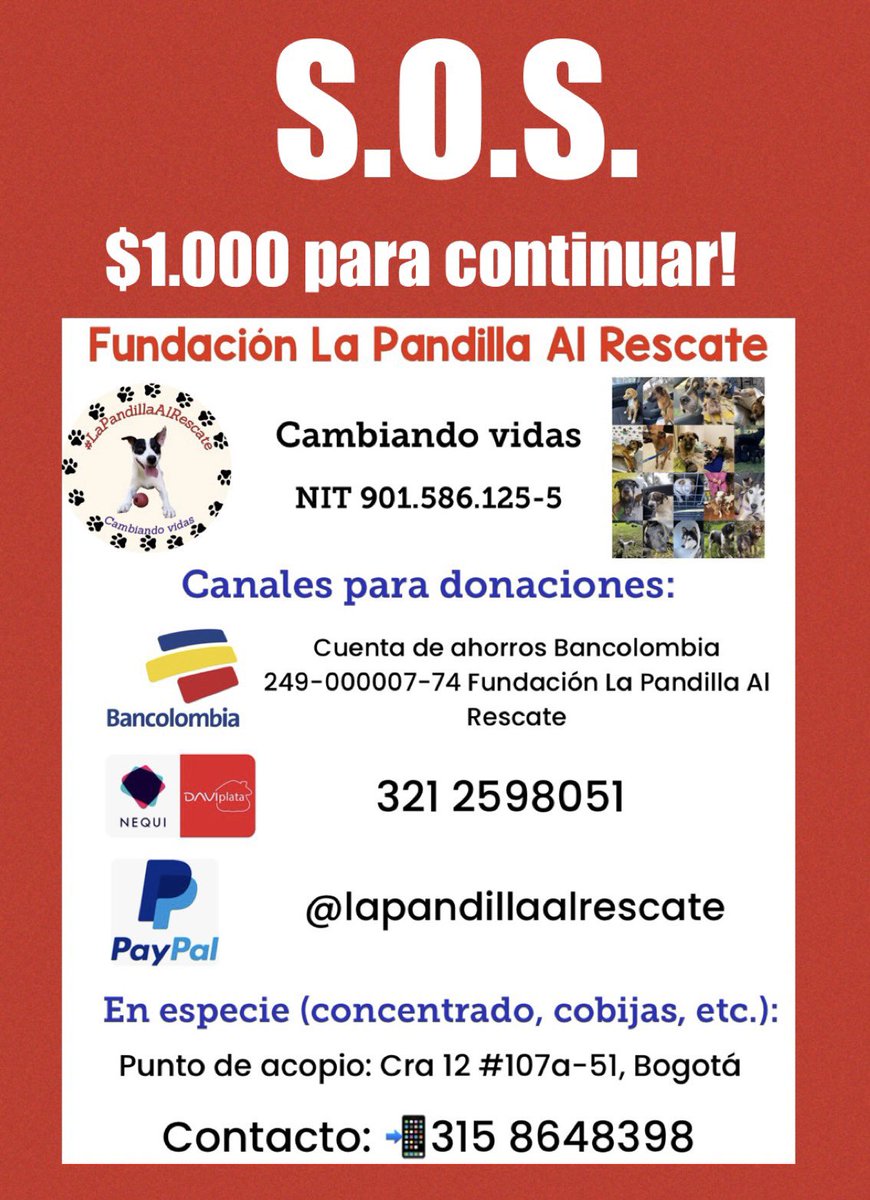 Marce_Tabares's tweet photo. Por qué será que cuando difundo un caso que no es mío, hay más RT y reacciones que cuando es de la fundación? No. No me molesta, solo me frustra; es como si nosotros no necesitáramos apoyo😭 Estoy rendida, no sé qué más hacer por ellos🐕. Me ayudan a difundir esta campaña? 🙏👇 https://t.co/W1PXmgi5iO