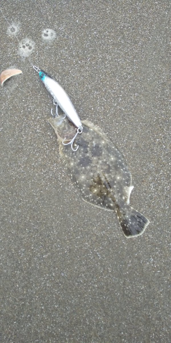 kepechannel's tweet photo. ヨイチ2連続 ソゲ🐟️
#鹿島灘サーフ
#fraton https://t.co/MPxdblPPIS