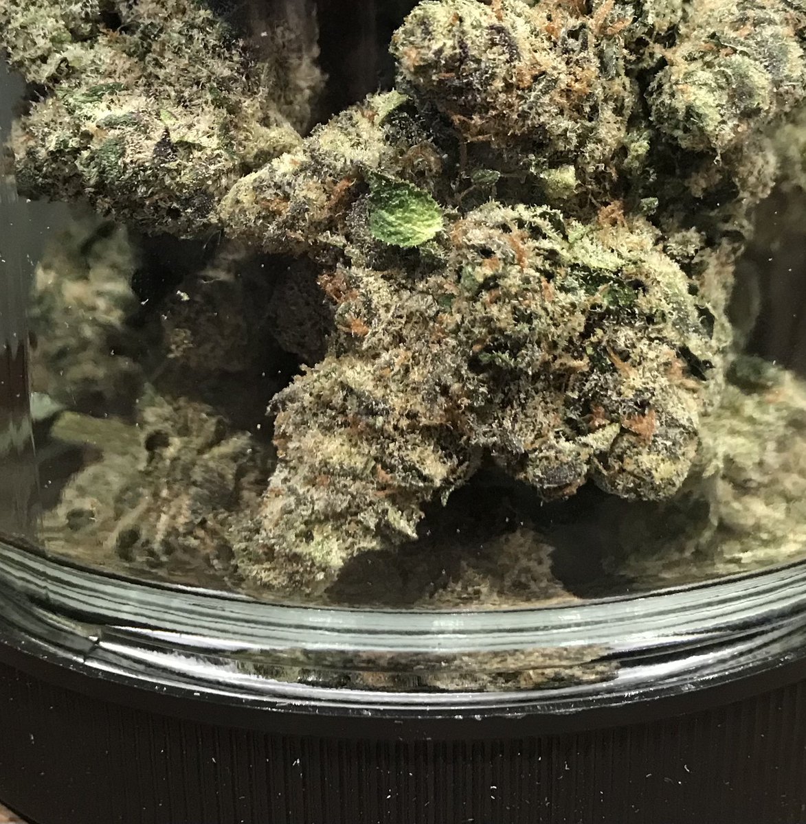 WorldofWeedRec's tweet photo. Artizen Flower is on Sale @WorldofWeedRec (+21) @artizencannabis #artizen #gram #eighth #ounce #bud #zip #flower #minibud #dailydeals #orderonline https://t.co/qiXqAXx3WH https://t.co/QvJWkJvR4f