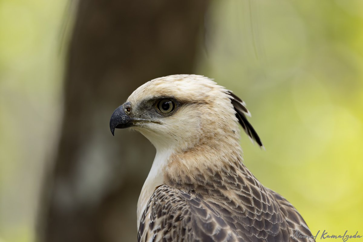 Namal Kamalgoda tweet media