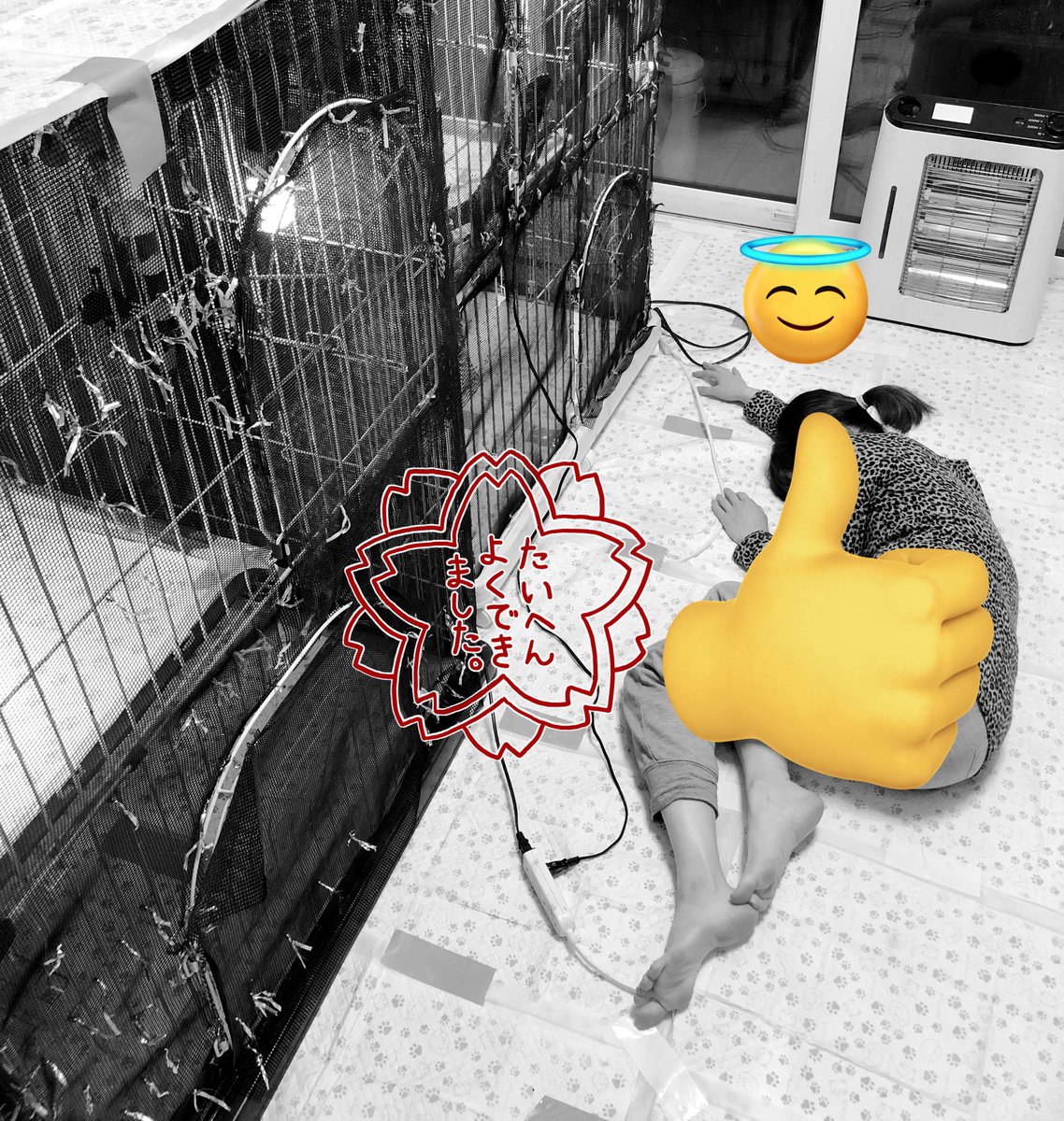like_iguanas's tweet photo. 昨日は、生き物部屋の大掃除をしておりました☻ついでの温浴でイグアナたちはピカピカ🌟
母は疲労で行き倒れました_(:3」z)_
#イグアナ #グリーンイグアナ #レッドイグアナ #ブルーイグアナ #イグアナ多頭飼い #温浴 #爬虫類 #爬虫類好き #トカゲ #lizard #iguana https://t.co/J4gvp6MU11