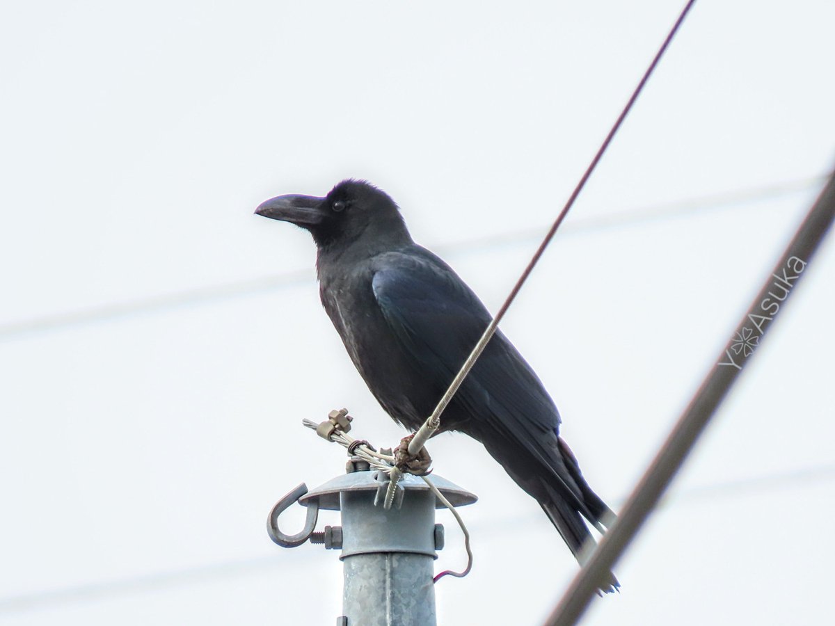 yumeasutw's tweet photo. 空一面グレーのお日様は朧気な金曜日の朝🌥️
電線に佇み一休みの #ハシブトガラス 🐦️
予想最高/最低気温🌡️13℃/0℃
曇り☁️
時折薄日が差すものの雲が多く昨日より体感は寒そうです。
#空の名前
#天気の図鑑
#曇り空 #高層雲 #高積雲
#嘴太烏 #カラス #烏 #crow
#野鳥 #bird
#a2023 #a0224 #a202302 https://t.co/qPdL2jgPB9
