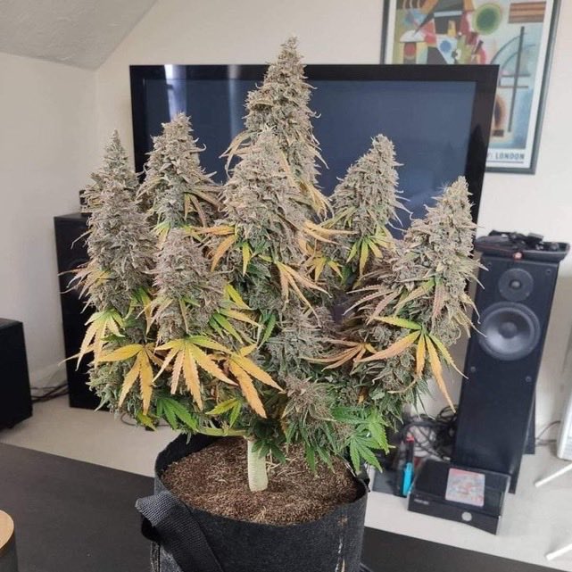 _StonersRUs_'s tweet photo. Poison Cookies OG ☠️🔥🍃

#Mmemberville #WeedLovers https://t.co/eQxE2AKkOs