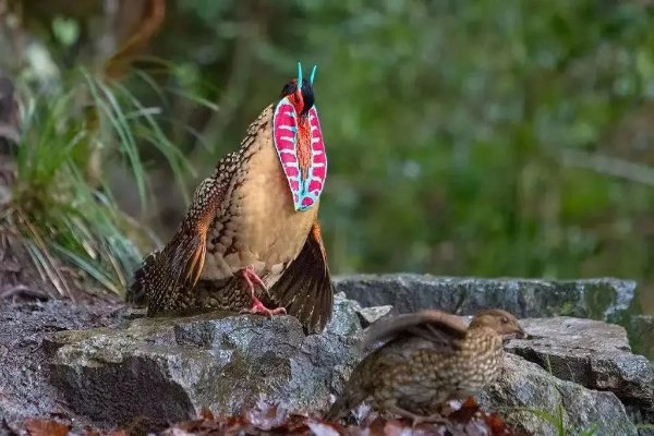 Lishui home to endangered bird species. #China https://t.co/Vg1gzPm9jo