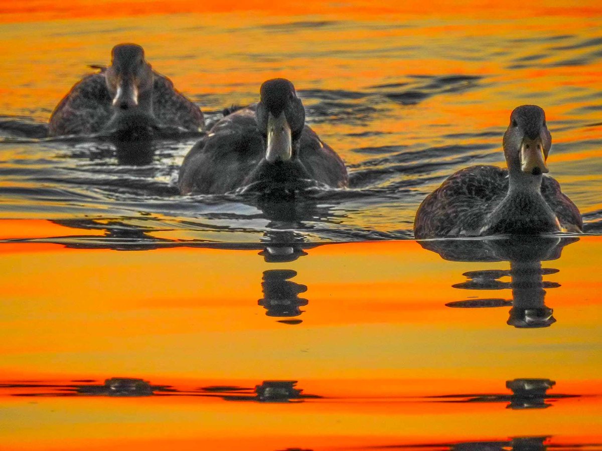 Ducks #duck #ducks #sunset #sunsetphotography #nature #naturelover #naturelovers #NaturePhotography #natgeo #naturepics #wildlife #wildlifephotography