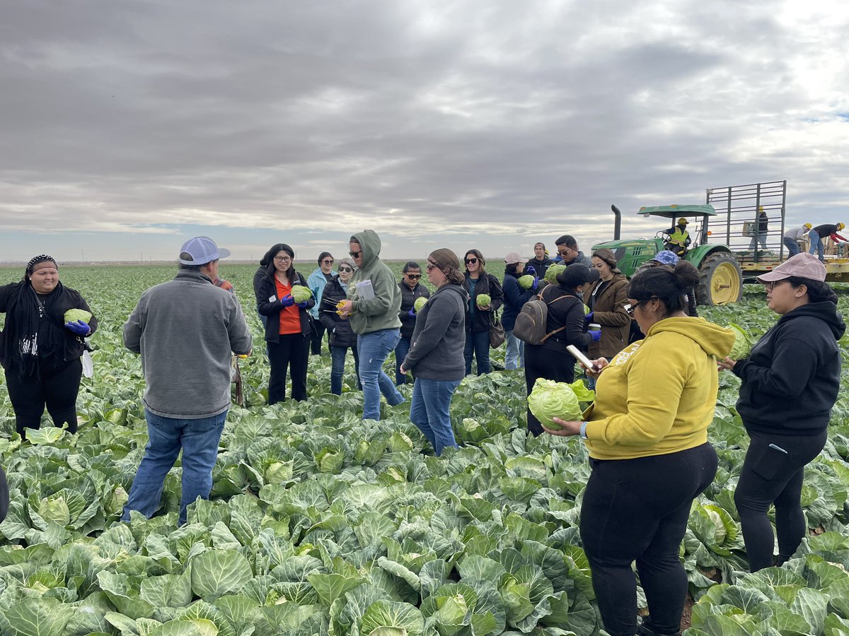 UCANRDREC's tweet photo. #teachers got a full day of #ag experiences including harvesting #cabbage, learning about #organic production, walking through cooling facilities, and listening about #olive, #citrus, #forage, #cattle operations in Imperial. @UCFarmSmart @monica_meng @UCCalFreshImpCo @USDA_NIFA https://t.co/msx1Z58lFX