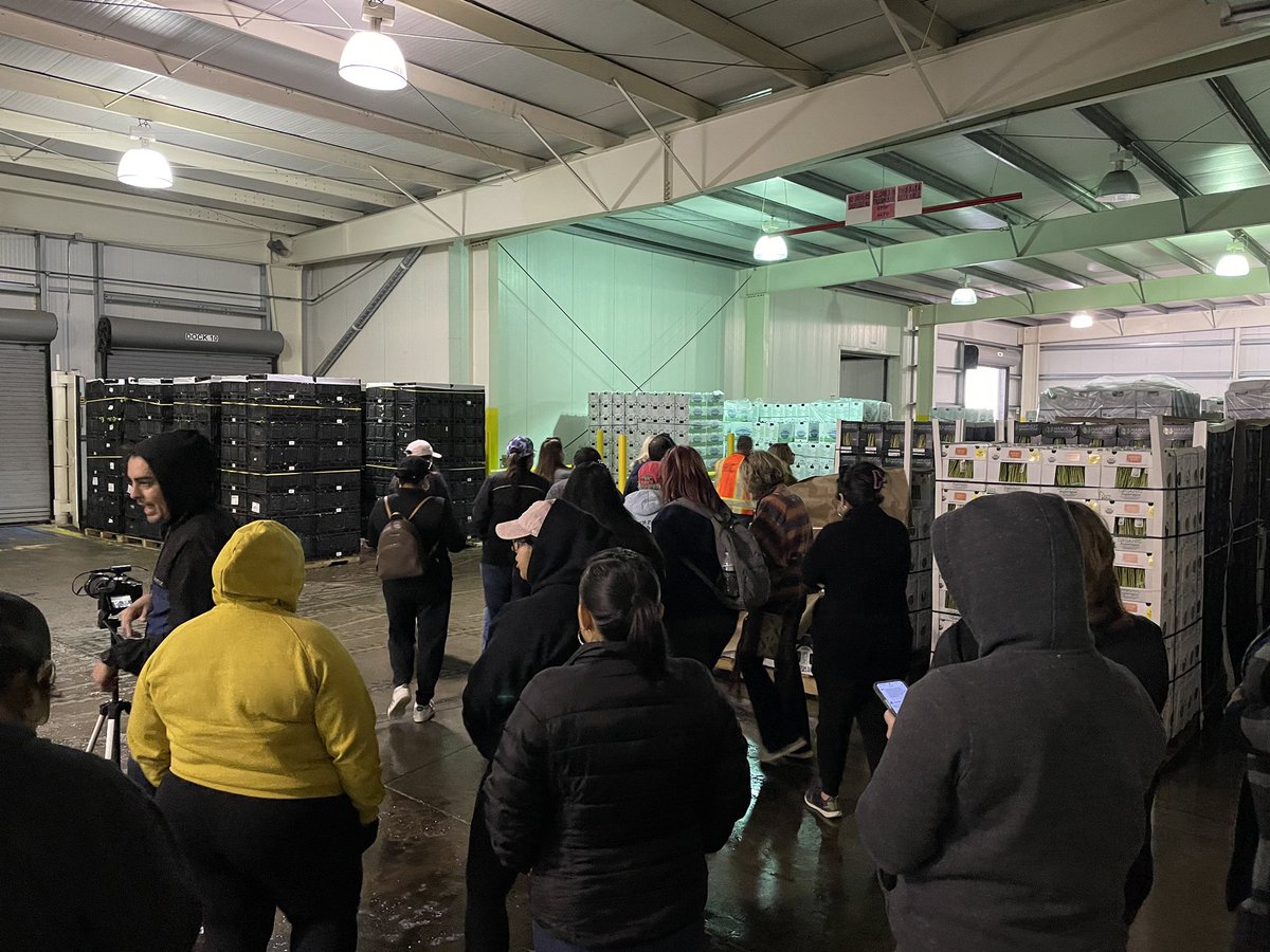 UCANRDREC's tweet photo. #teachers got a full day of #ag experiences including harvesting #cabbage, learning about #organic production, walking through cooling facilities, and listening about #olive, #citrus, #forage, #cattle operations in Imperial. @UCFarmSmart @monica_meng @UCCalFreshImpCo @USDA_NIFA https://t.co/msx1Z58lFX