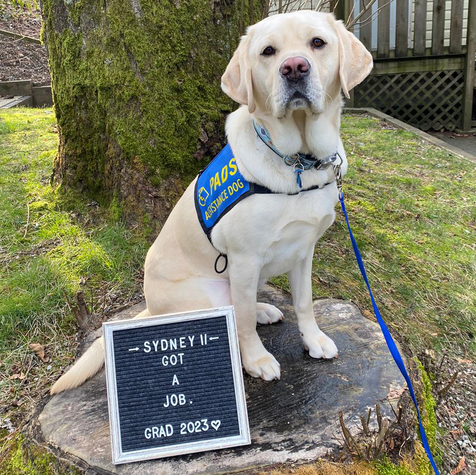PADSdogs's tweet photo. Super Sydney II got a job! He passed his pre-placement testing and has been matched with a client. Congratulations to PADS Sydney and his amazing village for their time, heart &amp; commitment! 
#LifeInTheBlueVest #DogsWithJobs #PADSDogs https://t.co/85ri5Rxu0F