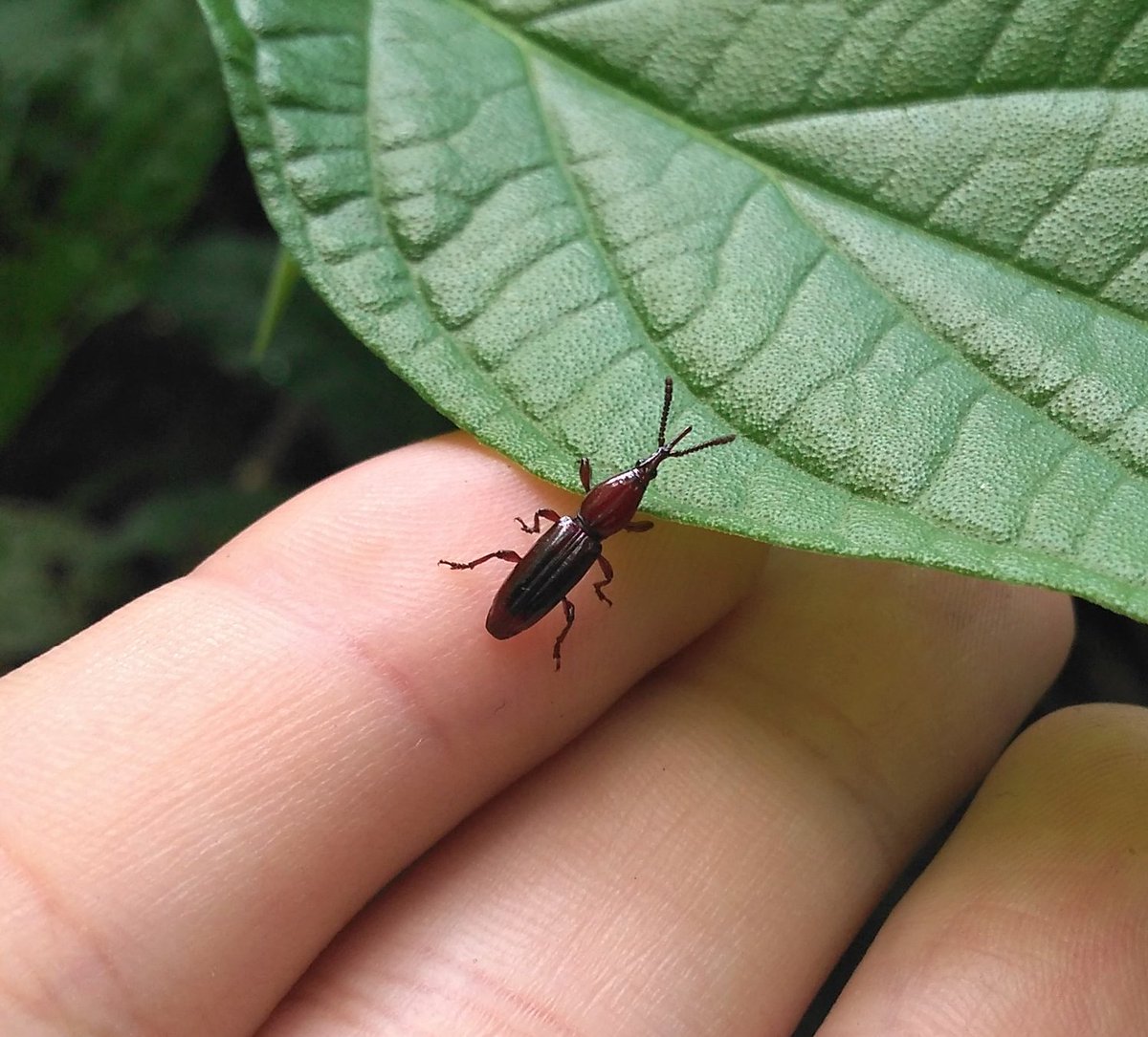 Entomophill's tweet photo. A helping hand/ Uma mãozinha
This Brendidae (Coleoptera) needed a little help climbing a leaf/ Este Brendidae precisava de uma ajudinha para subir uma folha.

📸: Phillip A. Schuster (https://t.co/CTjkCgsdTm)

#coleoptera #weevil #insetos #entomologia #photography #forest #nature https://t.co/9pNuY0x8Ph