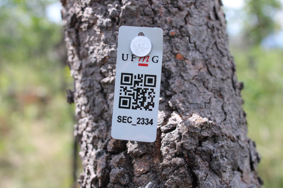 dneves_ecology's tweet photo. We had a fun(!) week setting up three 1-hectare plots in the cerrado savannas of the Serra do Cipó, SE Brazil.

This is part of "SECO: Resolving the current and future carbon dynamics of the dry tropics"  https://t.co/bVrPjnTSeW

(glad our next trip will be in the dry season 😅) https://t.co/mGJOqmnEzc