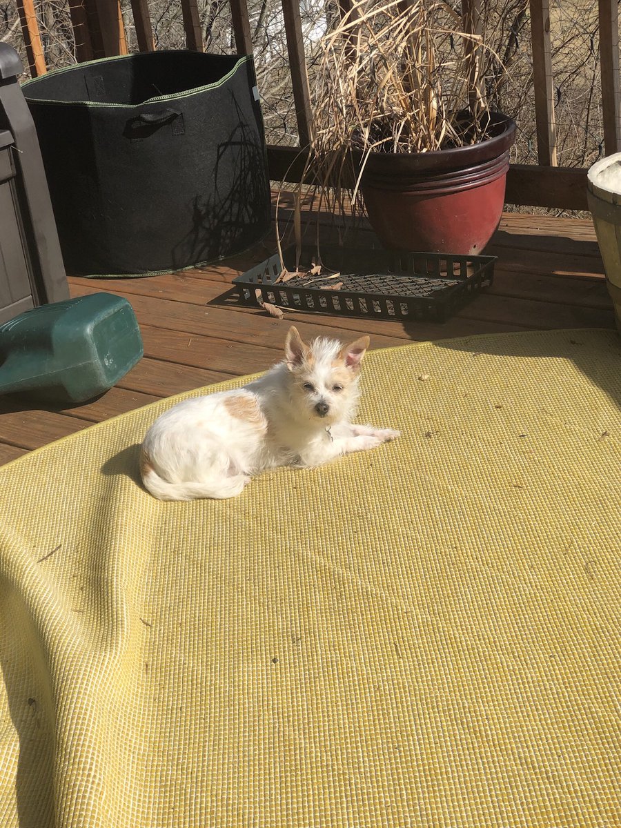 AveMaria1776's tweet photo. It got to 75 degrees today here in my neck of the woods.
Here’s #Tuffy soaking in some sun earlier on our wind-blown deck. Hers is now drained from all that warmth and sun!
#ItsOnlyFebruary
#ComeOnSpring https://t.co/m60KmIBbsF