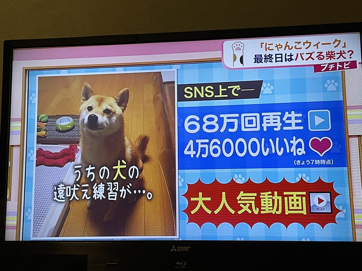 FAV | えっか🐕 tweet media