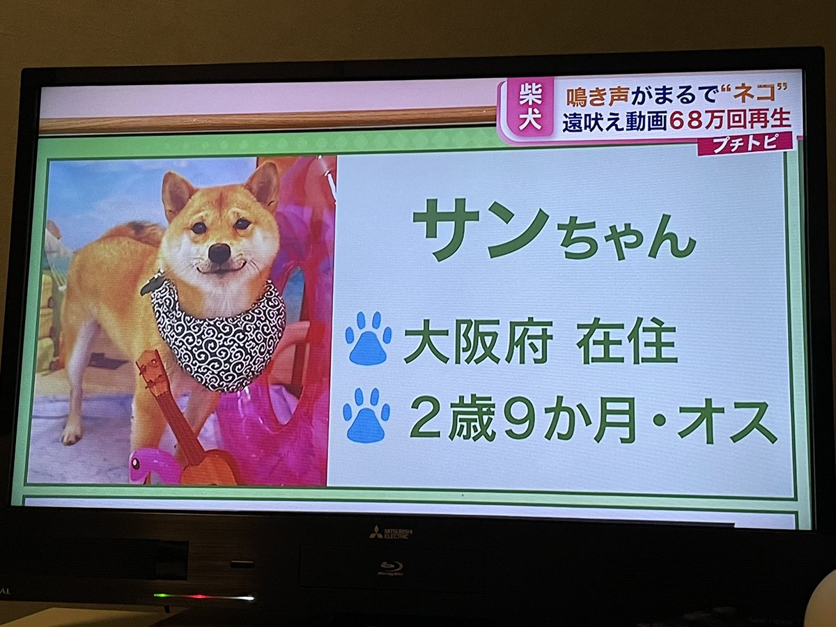 FAV | えっか🐕 tweet media