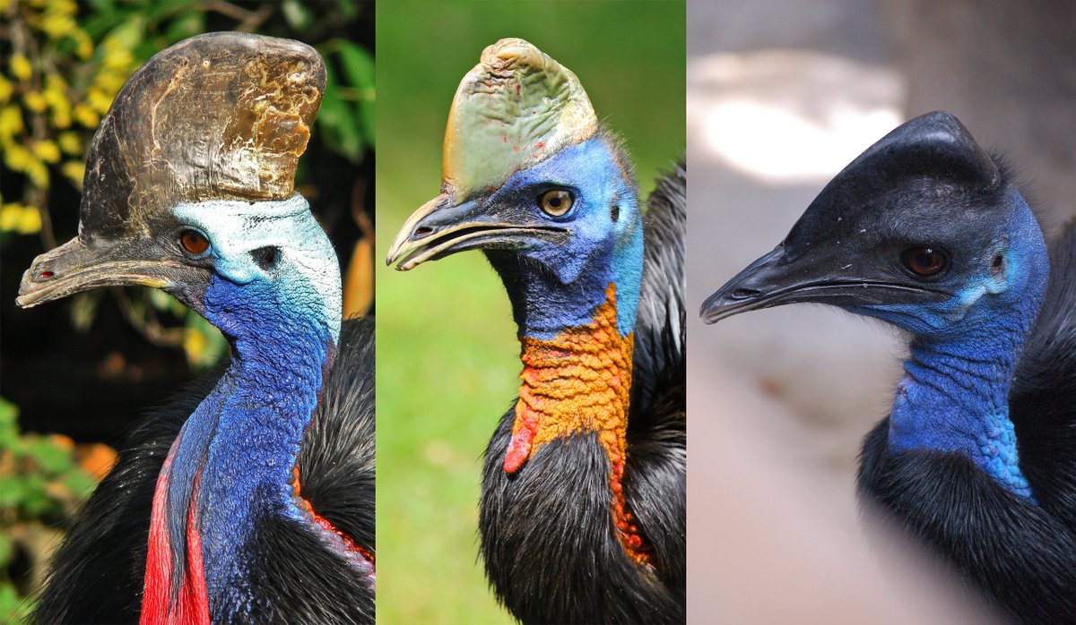 Flightless birds are birds that through #evolution lost the ability to fly. There are over 60 extant species including the well known ratites (ostrich, emu, #cassowary, rhea and kiwi) and penguins.
