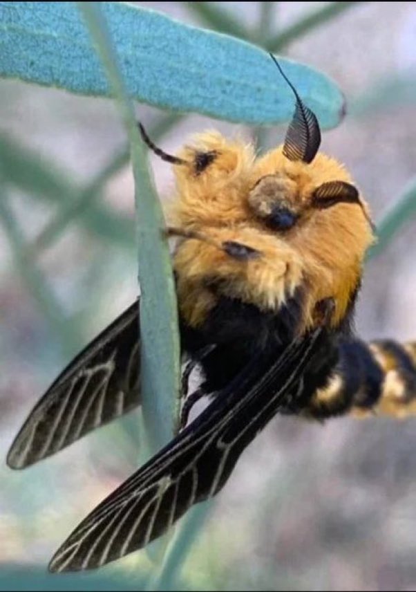 FunnyShovelMan👑 on Twitter: