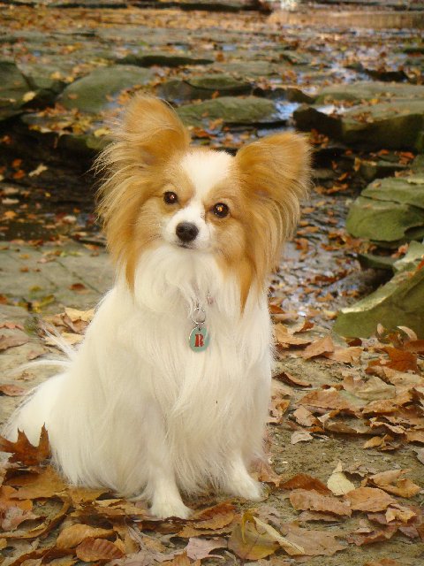 ilovedogworld's tweet photo. Cute Papillon Dog. https://t.co/xhDj6J8rZX