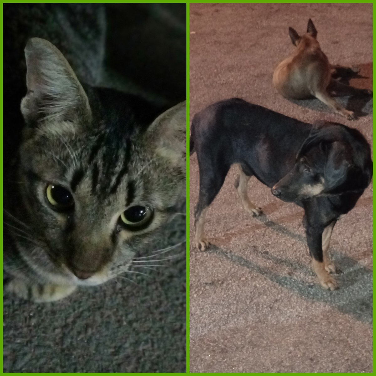 Assalamualaikum. Saya ingin mohon bantuan kibbles untuk haiwan jalanan anjing &amp; kucing.
Biasa anjing saya beri jenama IQ, Kucing apa2 jenama kibbles pun OK. Tak perlu mahal.
Bantuan anda ringankan tanggungan saya feed mereka.
DM atau whatsapp 0196053041
utk delivery address. 
🙏