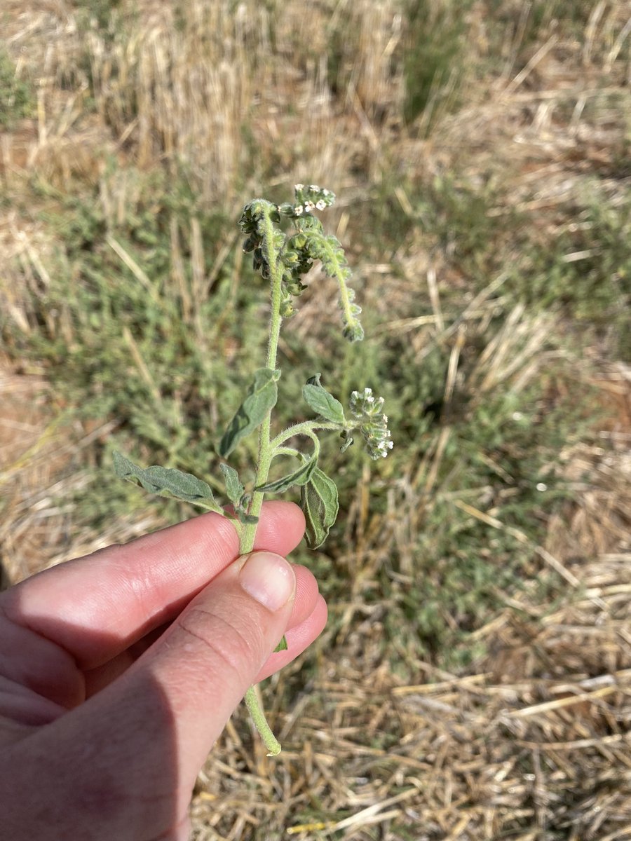 🌱☠️ We’ve seen common heliotrope affect sheep on stubble in recent days. It causes their liver to fail and is irreversible. Check what weeds are growing in your paddock!