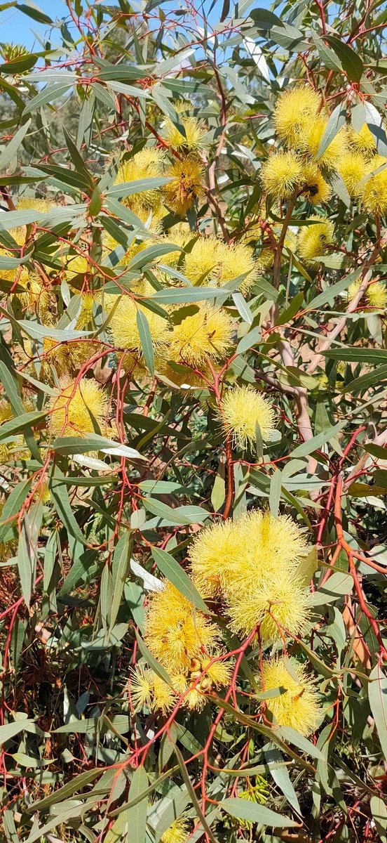 Covered in masses of fluffy, fluoro, bird-attracting flowers and long, red bud caps, the Long-flowered Marlock or River Yate (Eucalyptus macrandra) is a sight to behold!

Is this WA endemic your #EucalyptoftheYear?
Vote now:surveymonkey.com/r/C8YT83X

📸: @RauyPhoto #thisiswa #trees