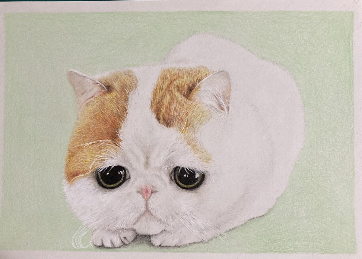 emma_letta's tweet photo. エキゾチックショートヘアが完成しました🐱
にゃんにゃんにゃんの日には間に合わなかったけど、2月は毎日が猫の日だから間に合ったという事で❤️
#illust #illustrator #illustration #exticshorthair #extic #cat #イラスト #エキゾチックショートヘア #猫 #にゃんにゃんにゃんの日 https://t.co/LylKT9MhJw