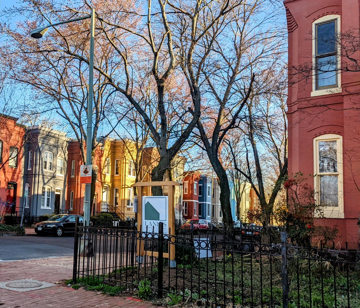 Cherry blossoms are almost ready to bloom on this beautiful 80 degree day in DC!  🌸