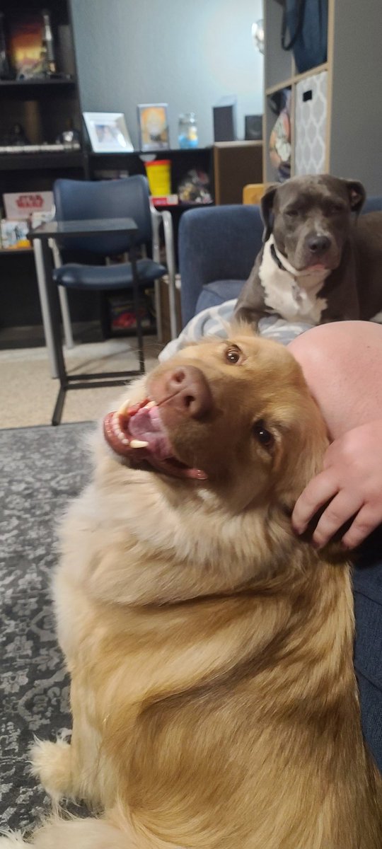 RussZuulSnell's tweet photo. The pups.. https://t.co/fjbc4hiAxF