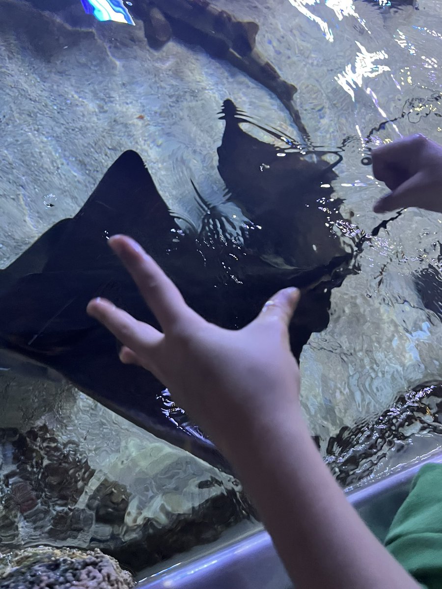 We took a field trip to the Austin Aquarium yesterday and the kids had a blast. It was so interactive and engaging. 🐠🦑