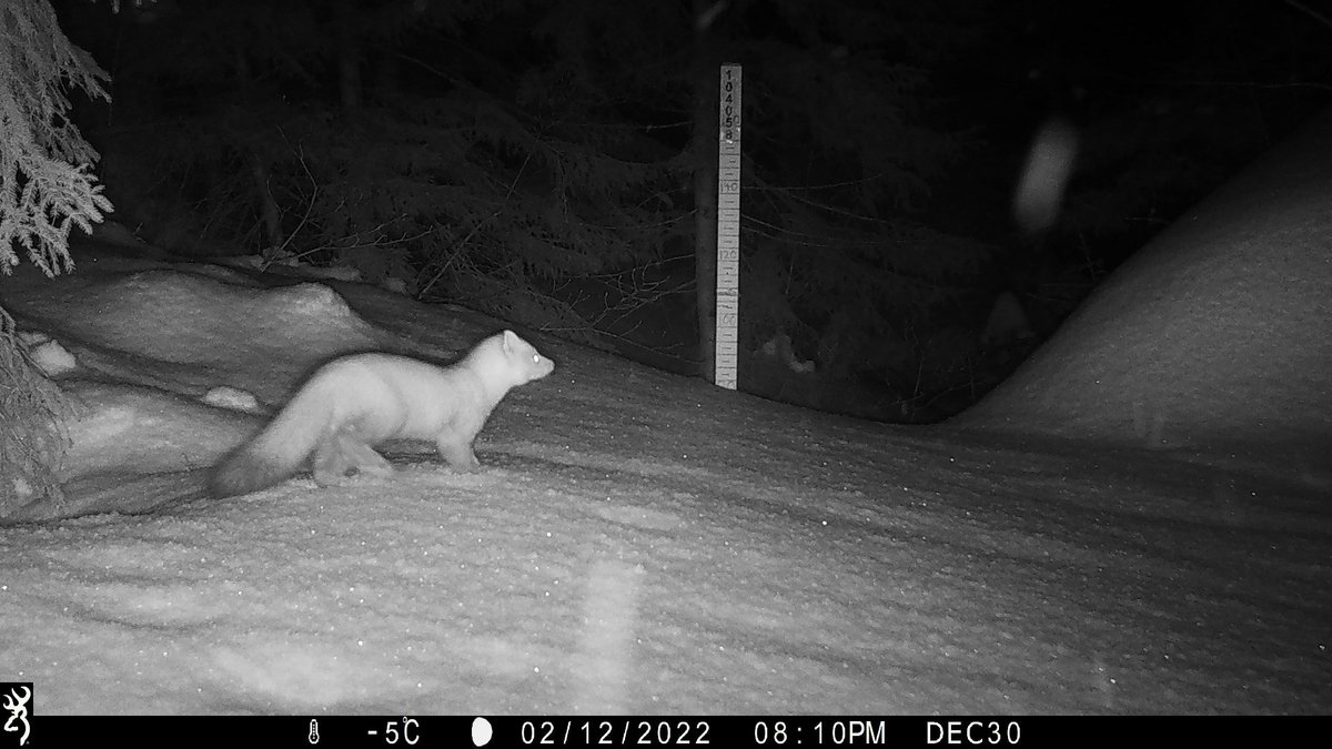 Tagging marten #cameratrap images never gets old. <a href="/MartesGroup/">Martes Working Group</a> <a href="/PSCNatSci/">Paul Smith's College Natural Sciences Department</a> <a href="/Roosevelt_ESF/">Roosevelt Wild Life Station</a>