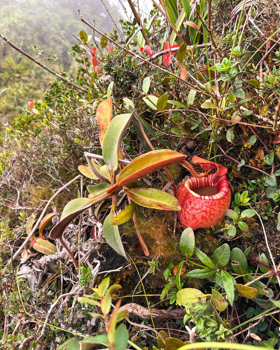 floravitro's tweet photo. The single best #Nepenthes #peltata we found on our way up the #summit with a beautifully cand ystriped #peristome. https://t.co/BK8oY4WTub