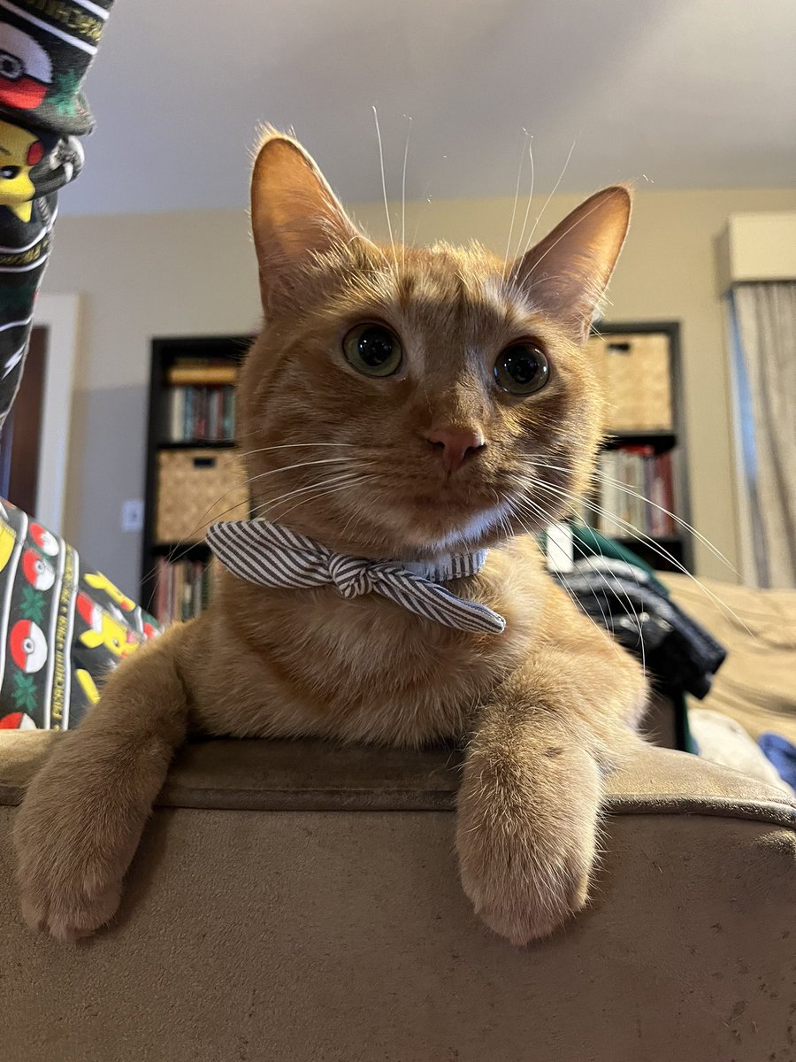 MamaBoratko's tweet photo. A day late but these cats are so amped about housing justice that he tried to bust in during my Zoom testimony! #GoodPawsforGoodCause https://t.co/qvIA8DX7ib