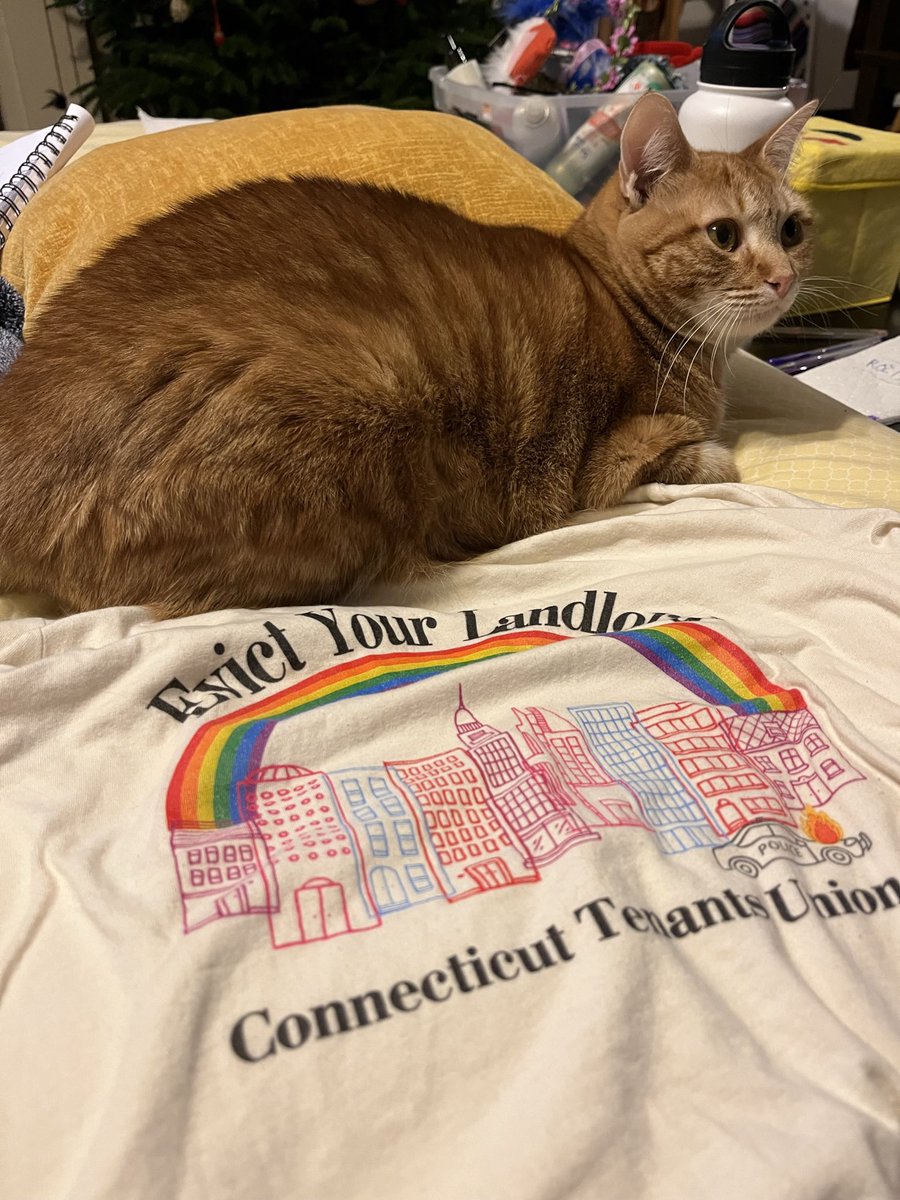MamaBoratko's tweet photo. A day late but these cats are so amped about housing justice that he tried to bust in during my Zoom testimony! #GoodPawsforGoodCause https://t.co/qvIA8DX7ib