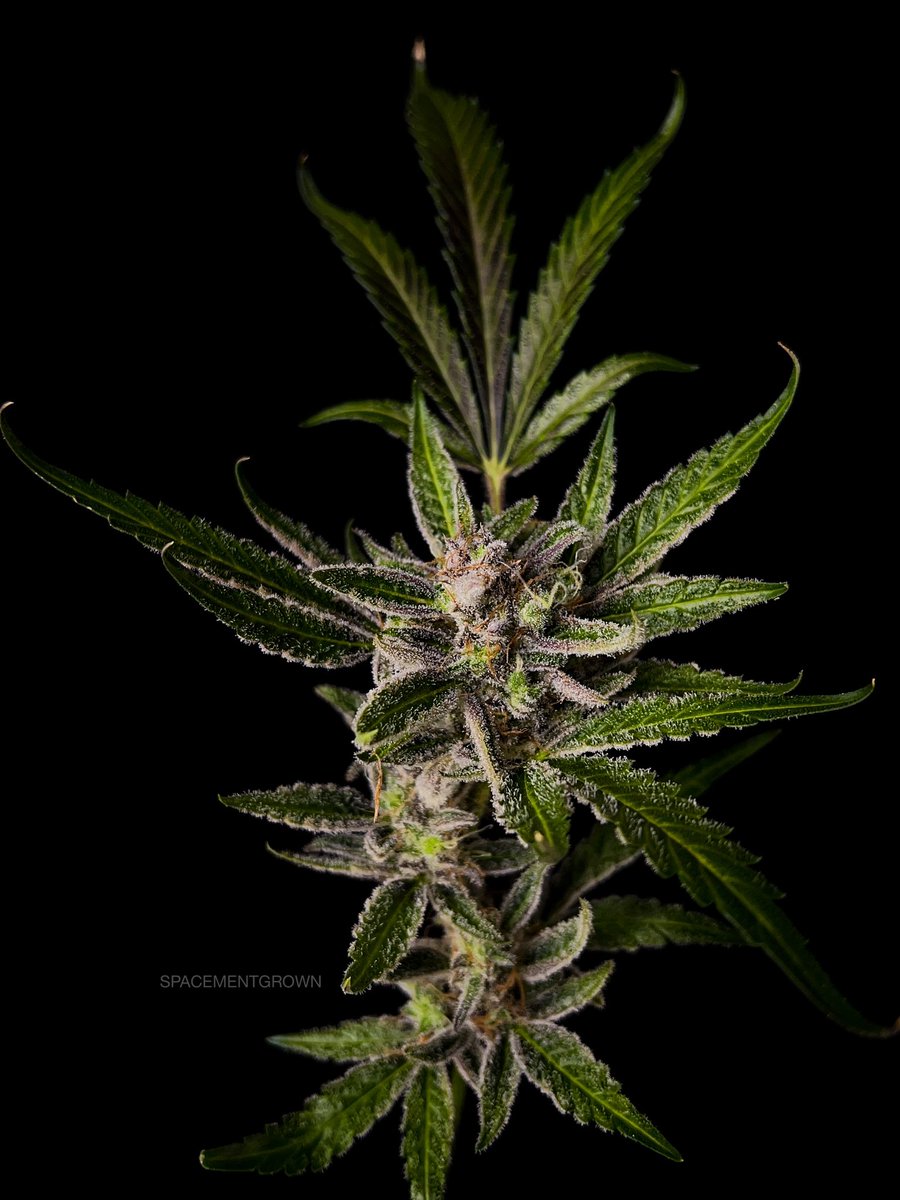 spacementgrown's tweet photo. @Fast_Buds Tedter 2313 on Harvest Day! 🥶🥶🥶 https://t.co/YtSXzurYZG