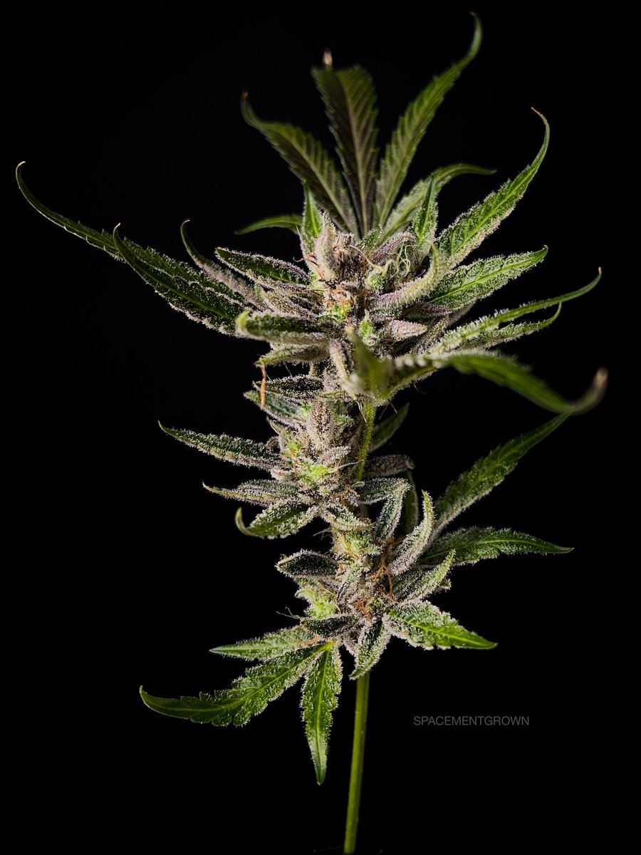 spacementgrown's tweet photo. @Fast_Buds Tedter 2313 on Harvest Day! 🥶🥶🥶 https://t.co/YtSXzurYZG
