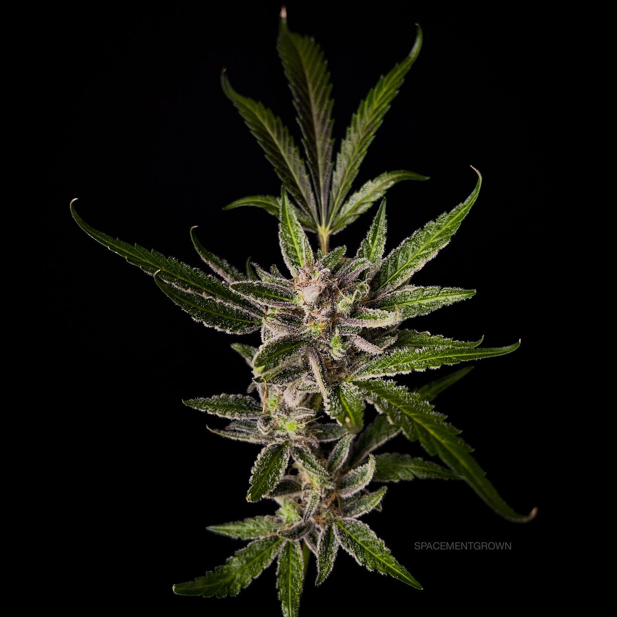 spacementgrown's tweet photo. @Fast_Buds Tedter 2313 on Harvest Day! 🥶🥶🥶 https://t.co/YtSXzurYZG