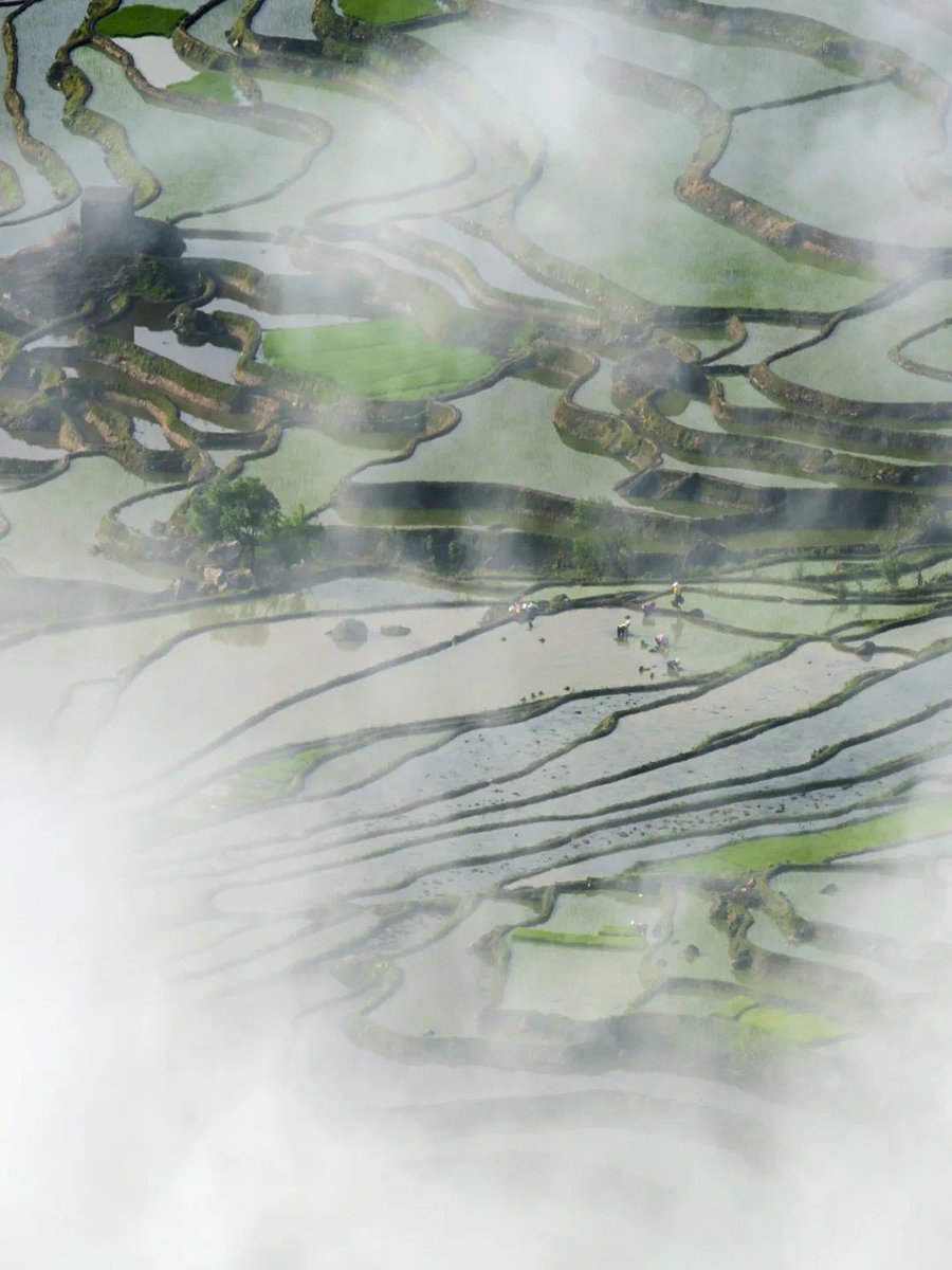 Amazing_Yunnan's tweet image. Local farmers are busy spring #ploughing in the #paddyfields of south #Yunnan’s Honghe where they are still using the traditional farming methods for thousands of years. #TheBeautyofYunnan @ShaoxingCity