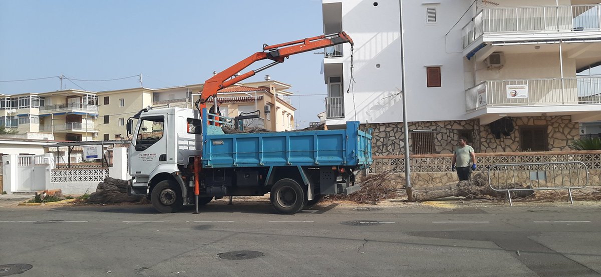 Terrorismo Ecológico en Oliva. Se talan todos los árboles casi centenarios de la playa de Oliva.
No he visto un lugar donde  el patrimonio natural sea más maltratado.
