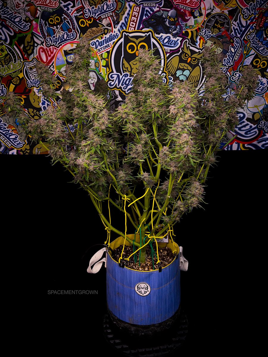 spacementgrown's tweet photo. @NightOwlSeeds &amp; Ronin Collab Mango Mrrrr https://t.co/GCzenxtPL1