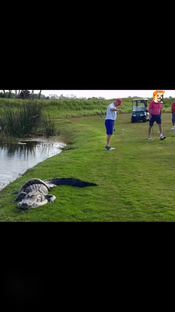 <a href="/TheAussies_NFT/">The Aussies</a> mate this <a href="/blueythecarnt/">Bluey</a> bloke is nutz! He wanted the Florida experience so we chased some Golf balls. And he said “you Florida carnts have some cute little crocs! There Gators over here Mate!