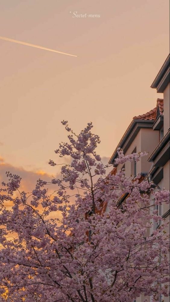 桃 Сакура 甘い (временно на другом аккаунте) tweet media