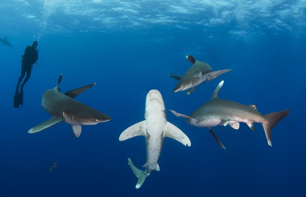 SharkSociety's tweet photo. numbers at food concentrations. 
Though slow-moving, it is opportunistic and aggressive, and is reputed to be dangerous to shipwreck survivors. (2/2) https://t.co/1xL9Ox0p6Z