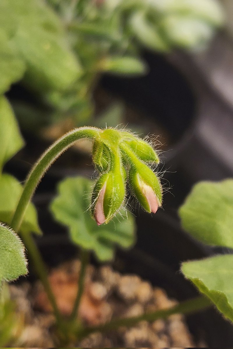 pottedperf's tweet photo. my Geranium is blooming🥺 https://t.co/Kmetr85Edx