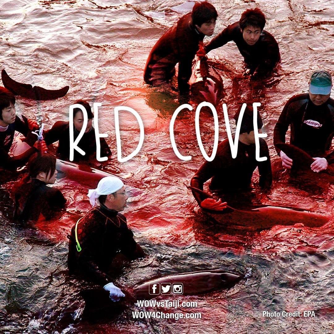 karensarah66's tweet image. 🤬 RED &amp;amp; GREEN COVE 24/2/23 🤬 2 pods driven to the cove in #Taiji joined together. 2 dolphins taken for a life of captivity, some slaughtered, others driven out to sea. #EndTaijiHunts  #makeastand @WOWvTaiji make your voice and actions count #DontBuyATicket