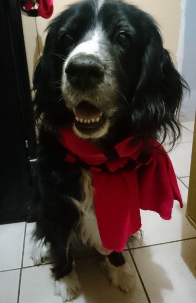 3Mjor's tweet photo. El 2023 me ha quitado al ser que más he amado y amaré.
Solo puedo decir qué, gracias por estar 13 años conmigo, te cuide desde bebé y no te solté hasta el último respiro de tu vida mi niña.💔
Gracias por esperarme para poder despedirme.😭
Vuela alto Blacky. https://t.co/oPRvROk1iV