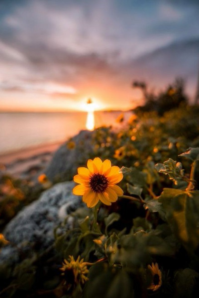 Emmah81's tweet photo. Good morning my friends ☀️ https://t.co/mGTwbCxYzl
